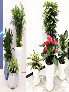 找奉化植物出租?这家实力出众超值得!